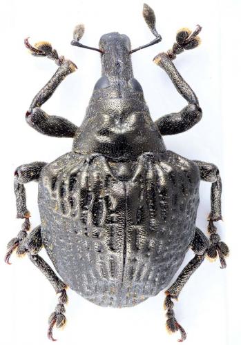 Omophorus cupreus